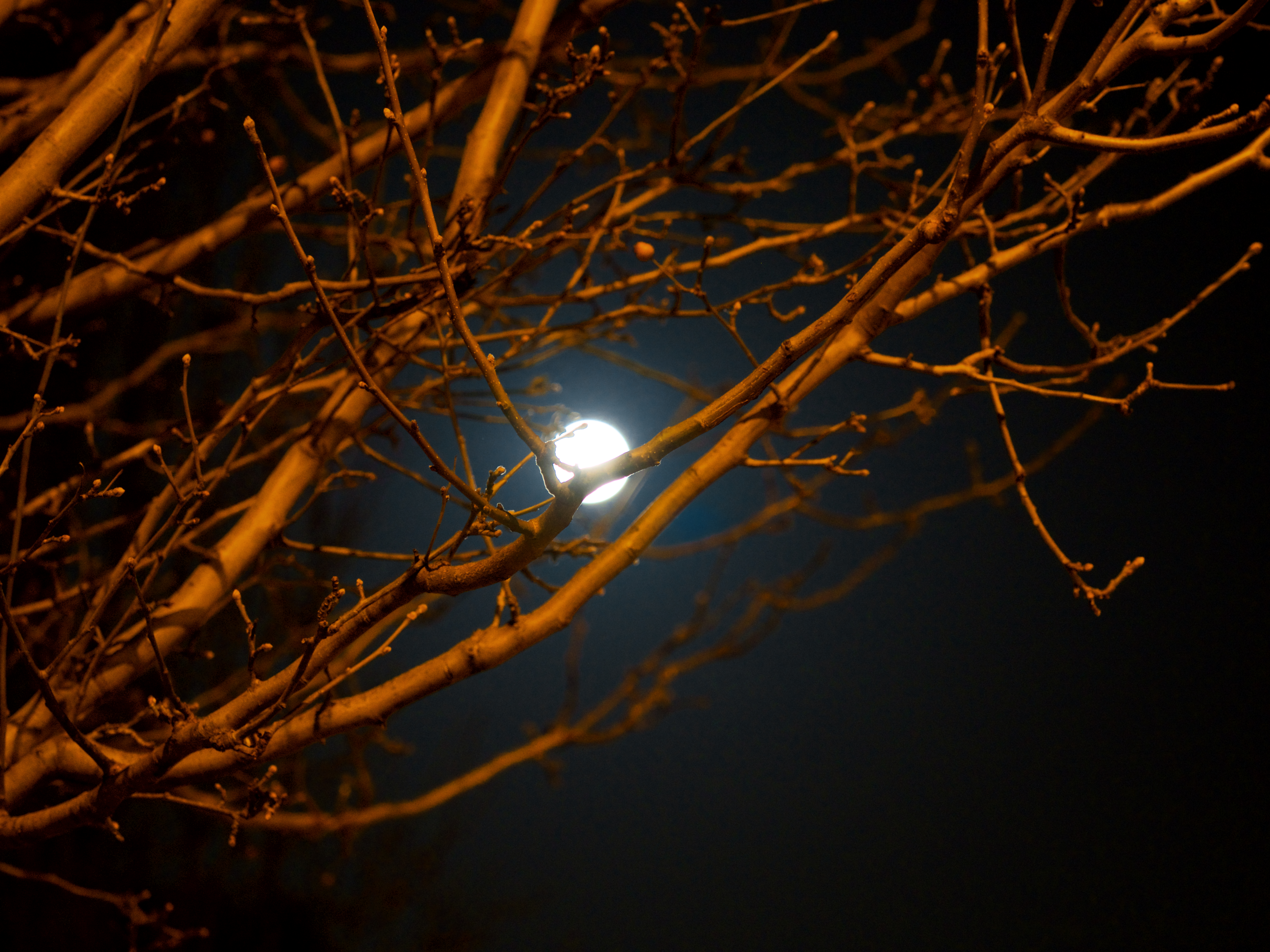 Lua de Neve|19 de fevereiro