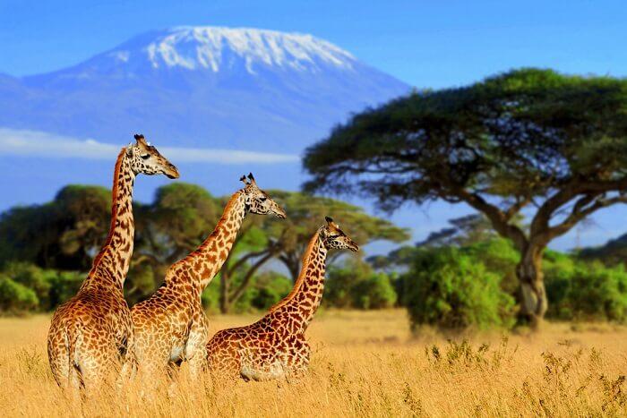 África Minha: viagem pela África do Sul, em tempo de transição