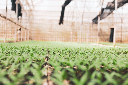O risco da queda da biodiversidade na agricultura