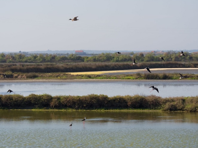 Emergência Climática e Capitalismo